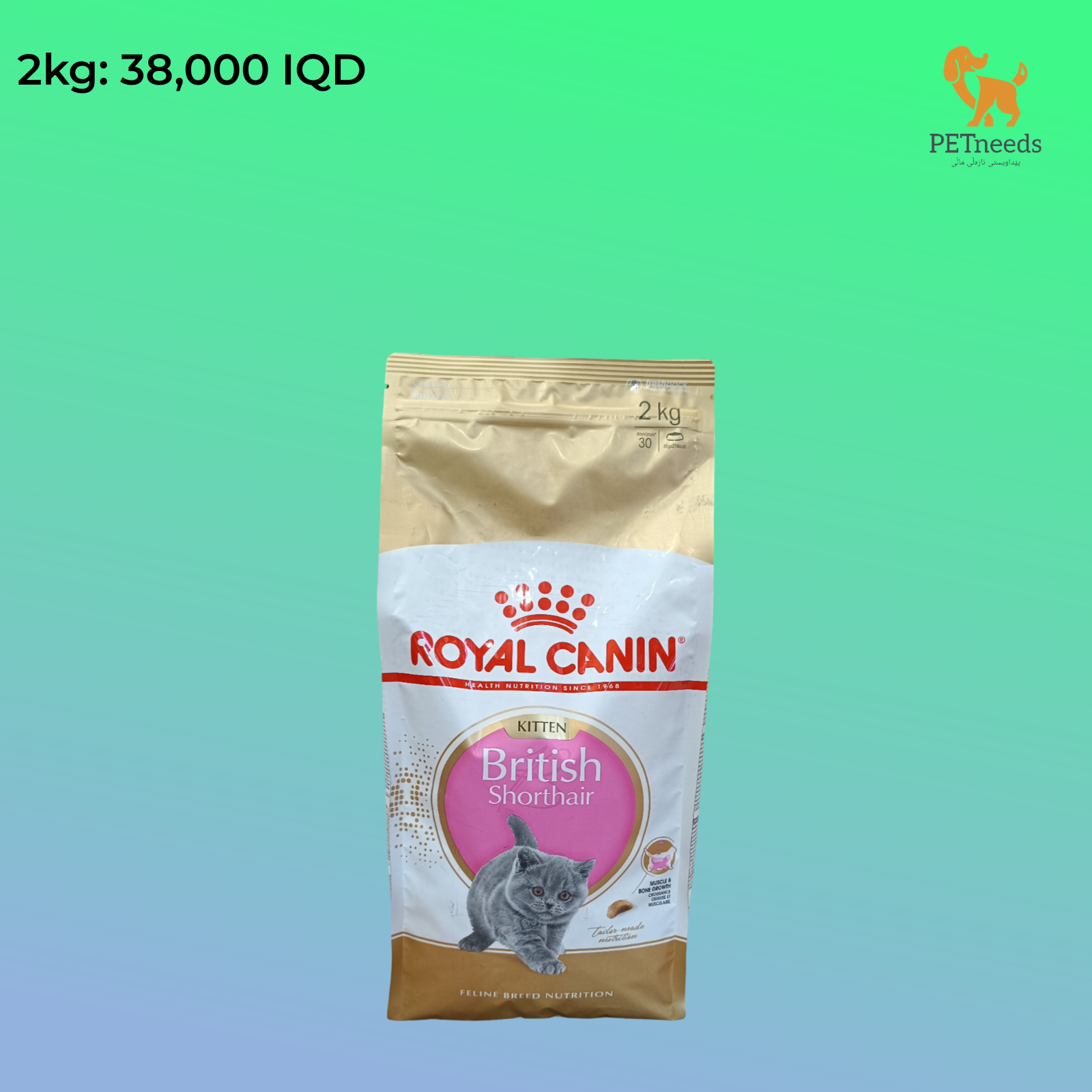 قطط رويال كانين البريطانية قصيرة الشعر ٢ كجم