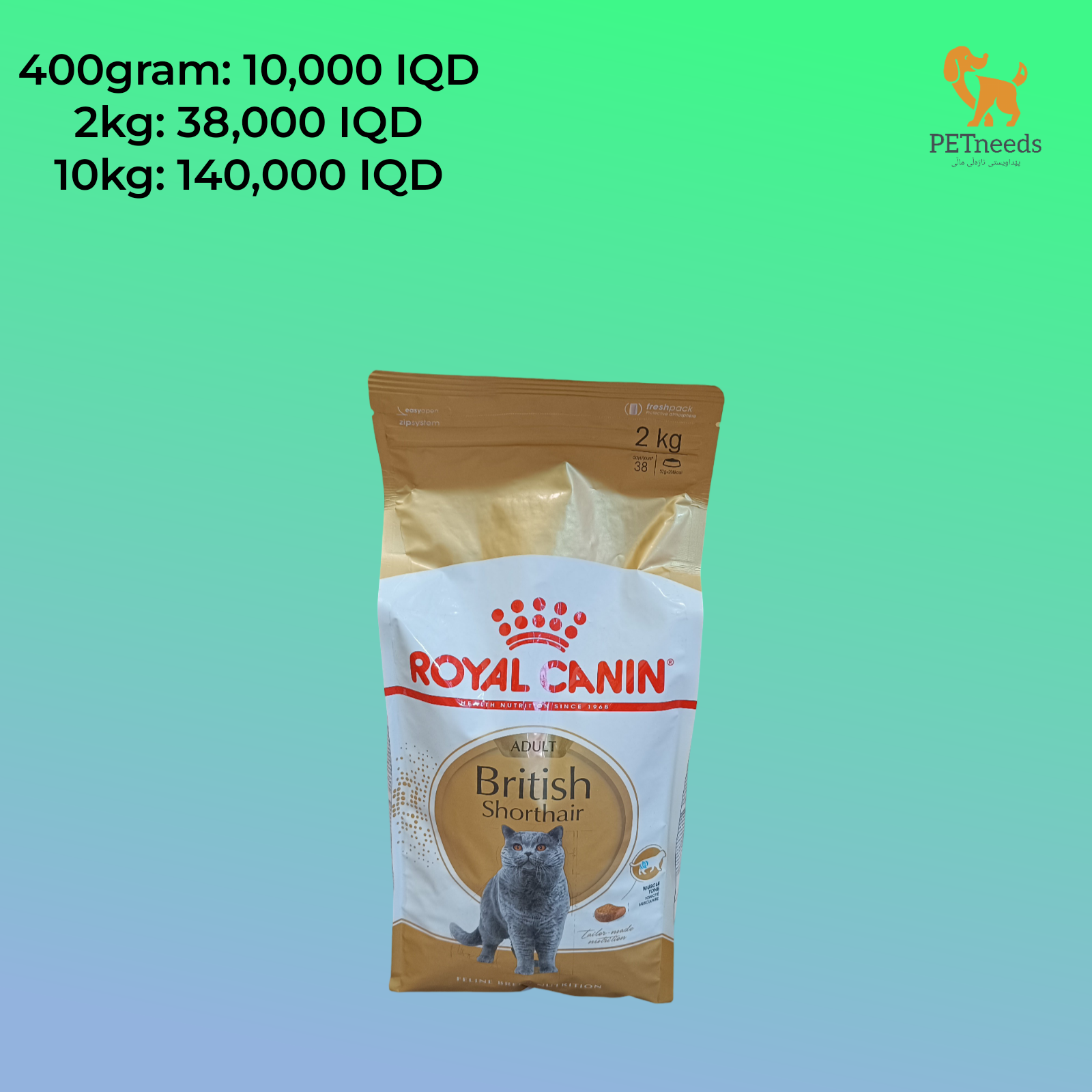 رويال كانين كلب بريطاني قصير الشعر بالغ